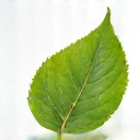 Frunză verde - Ingrediente 100% Naturale
